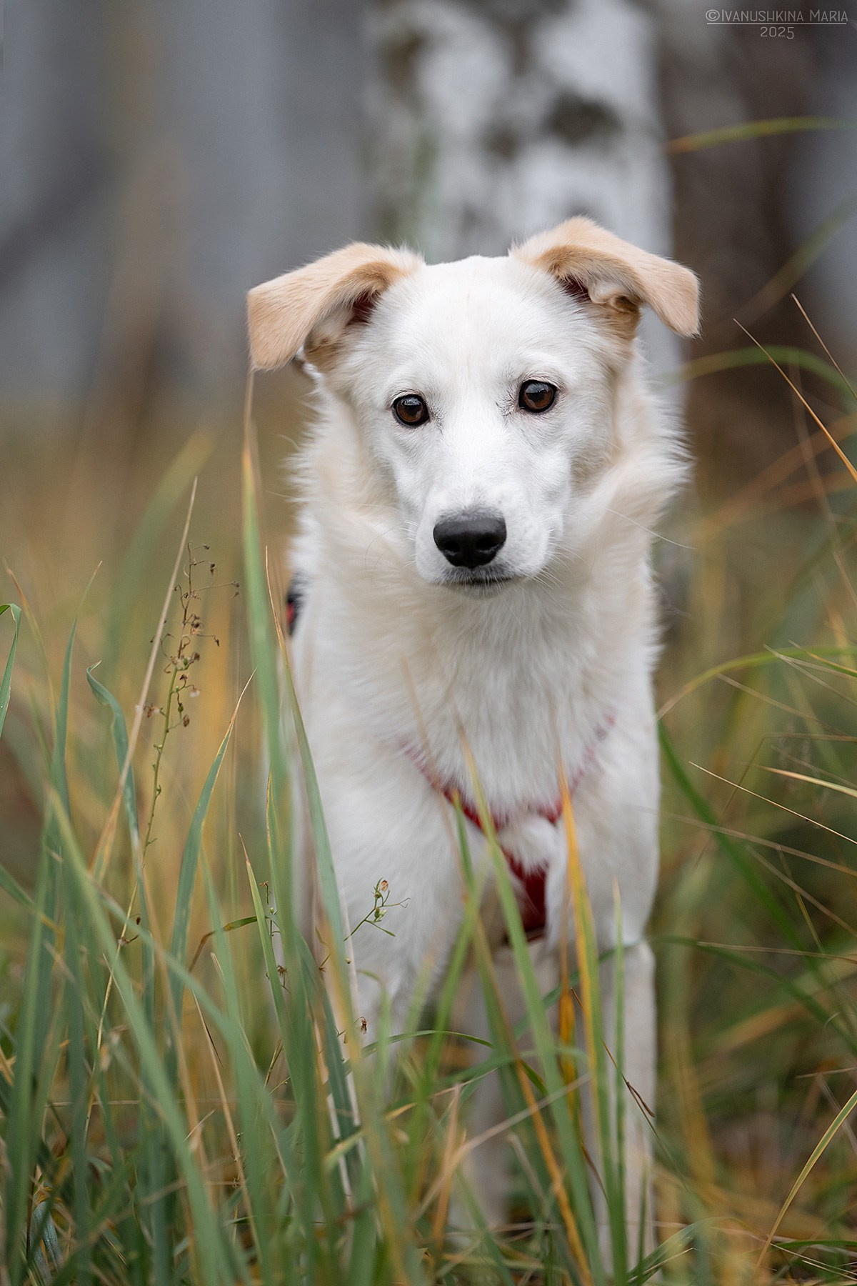 Пиарные фотосессии собак на пристройство. Фотограф собак в Москве и Московской области Иванушкина Мария
