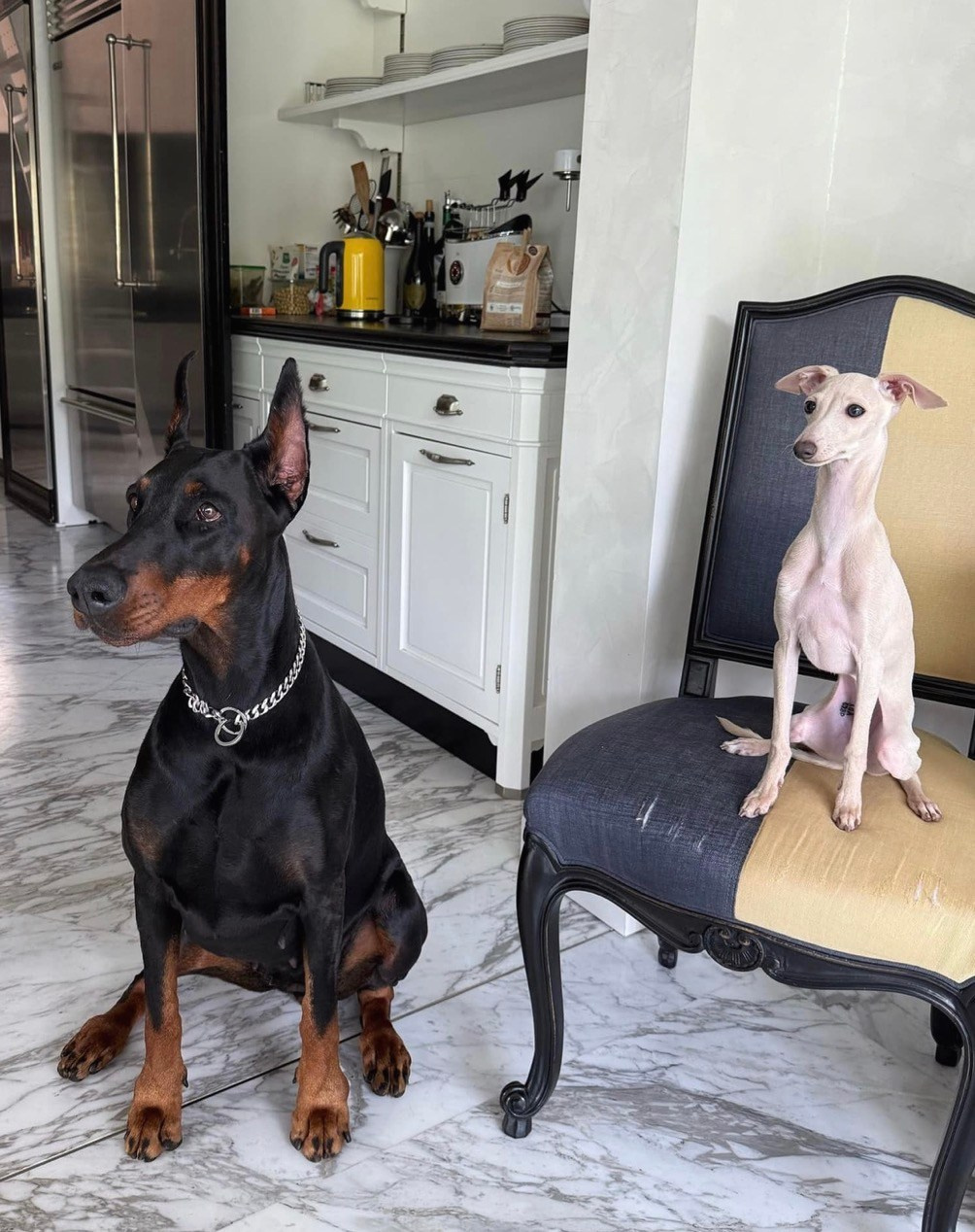 Левретка и другие породы собак. Профессиональный питомник левреток РКФ/FCI ASTI SAPPHIRE 💎 Сочи|Санкт-Петербург