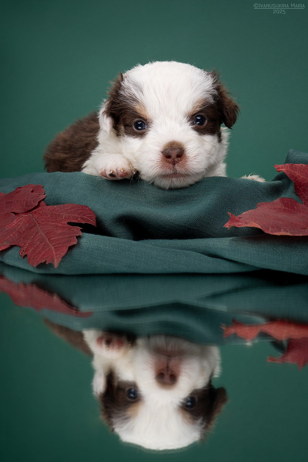 Фотосессия щенков на фонах. Фотограф собак в Москве и Московской области Иванушкина Мария