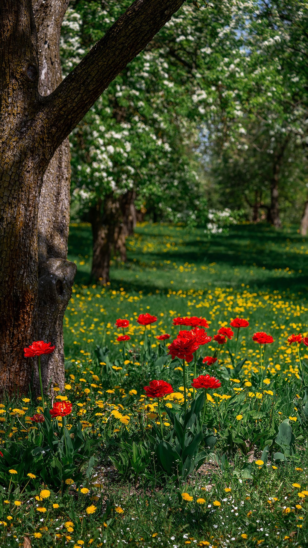 Весенняя фотосессия в цветении. Фотограф в Минске Екатерина Тузова