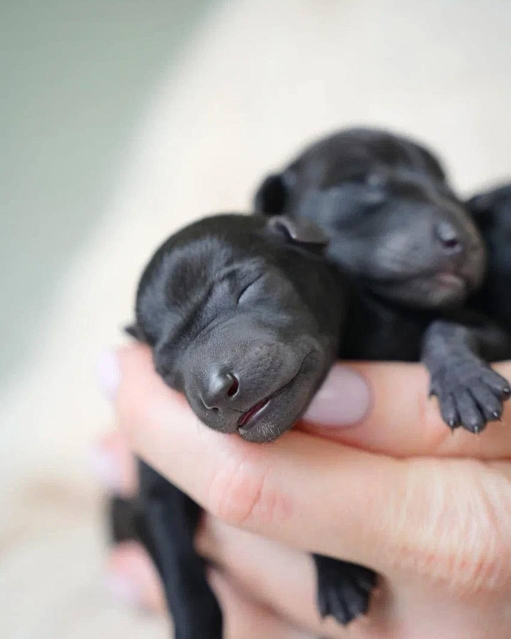 Итоги февраля. Профессиональный питомник левреток РКФ/FCI ASTI SAPPHIRE 💎 Сочи|Санкт-Петербург