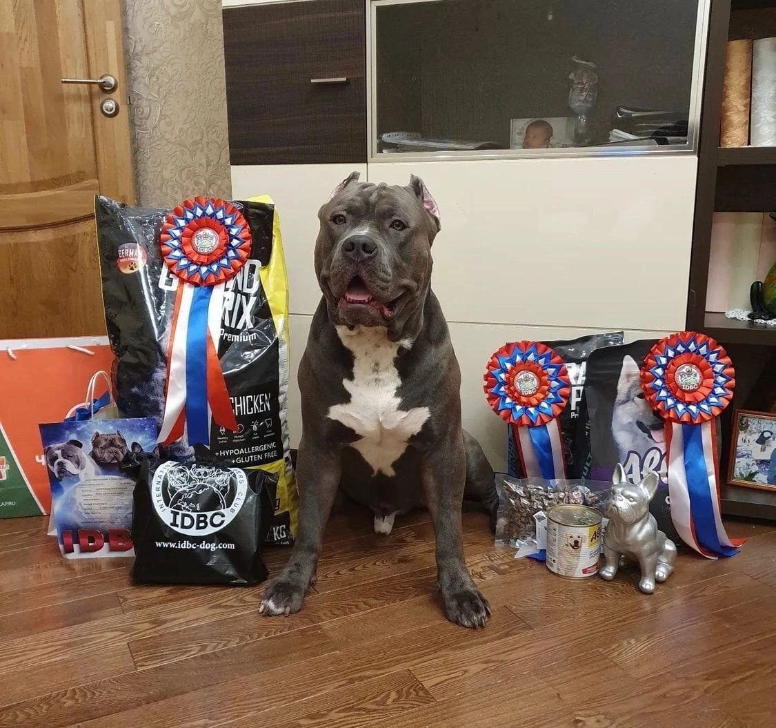 результаты выставки American Bully. Булли Питер, Санкт-Петербург