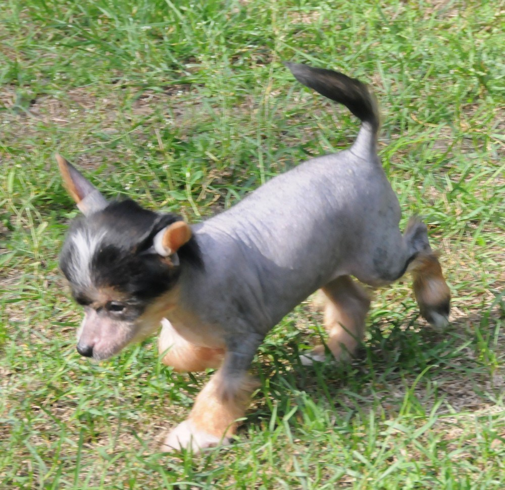 Sasquehanna Ella. Poale Ell Chinese Crested Dog Kennel: Buy a puppy from the kennel