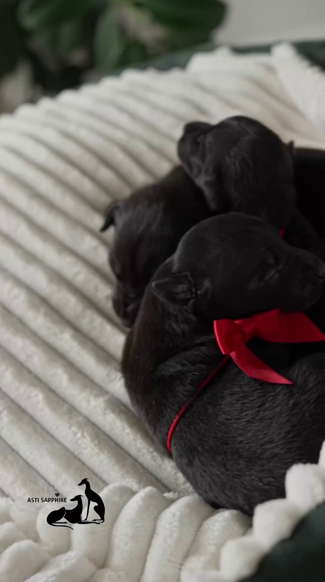 Чёрные левретки. Профессиональный питомник левреток РКФ/FCI ASTI SAPPHIRE 💎 Сочи|Санкт-Петербург