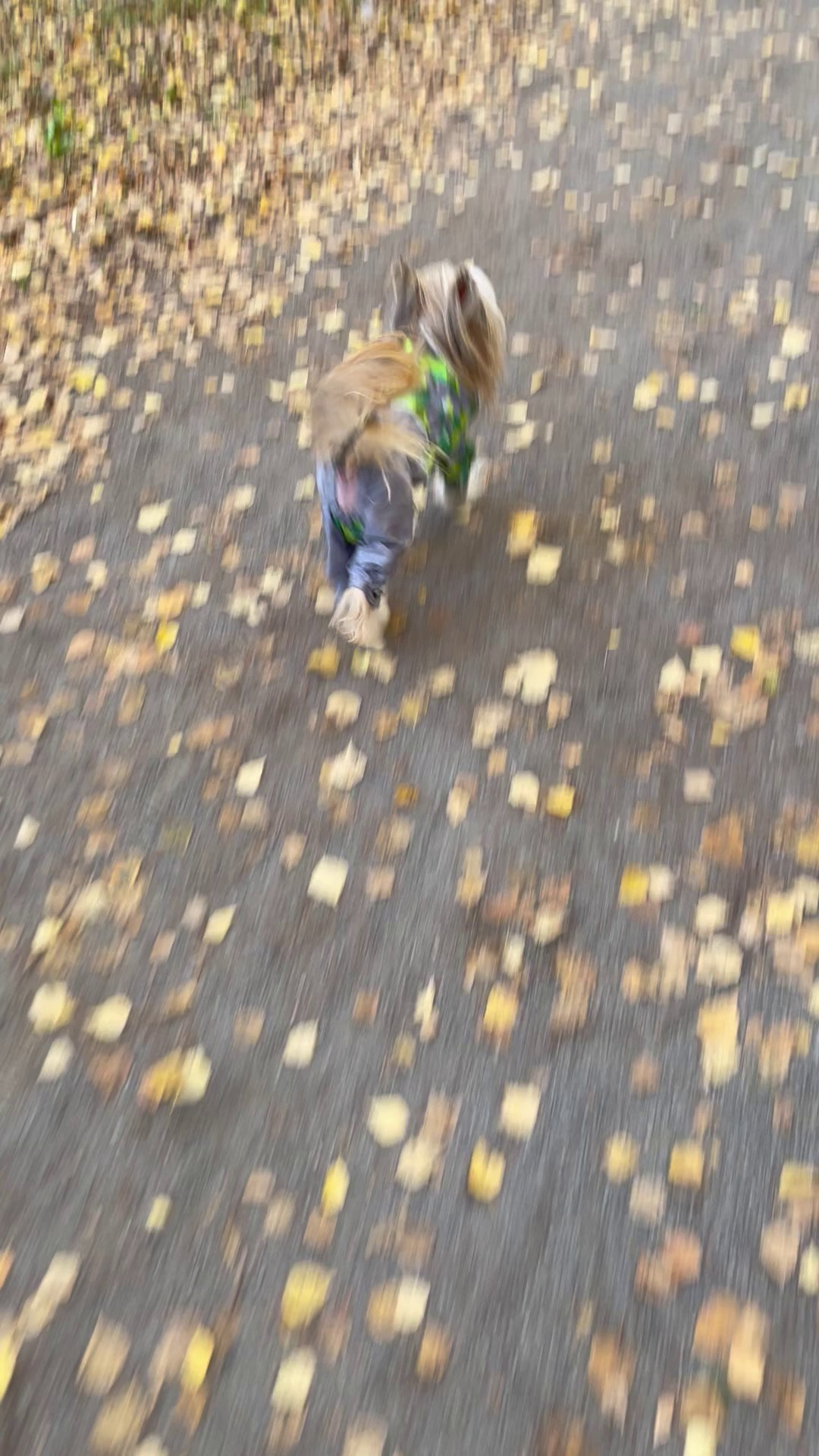 Честер и ко. осенью в Тропарево. Питомник китайских хохлатых собак Poale Ell: купить щенка в питомнике