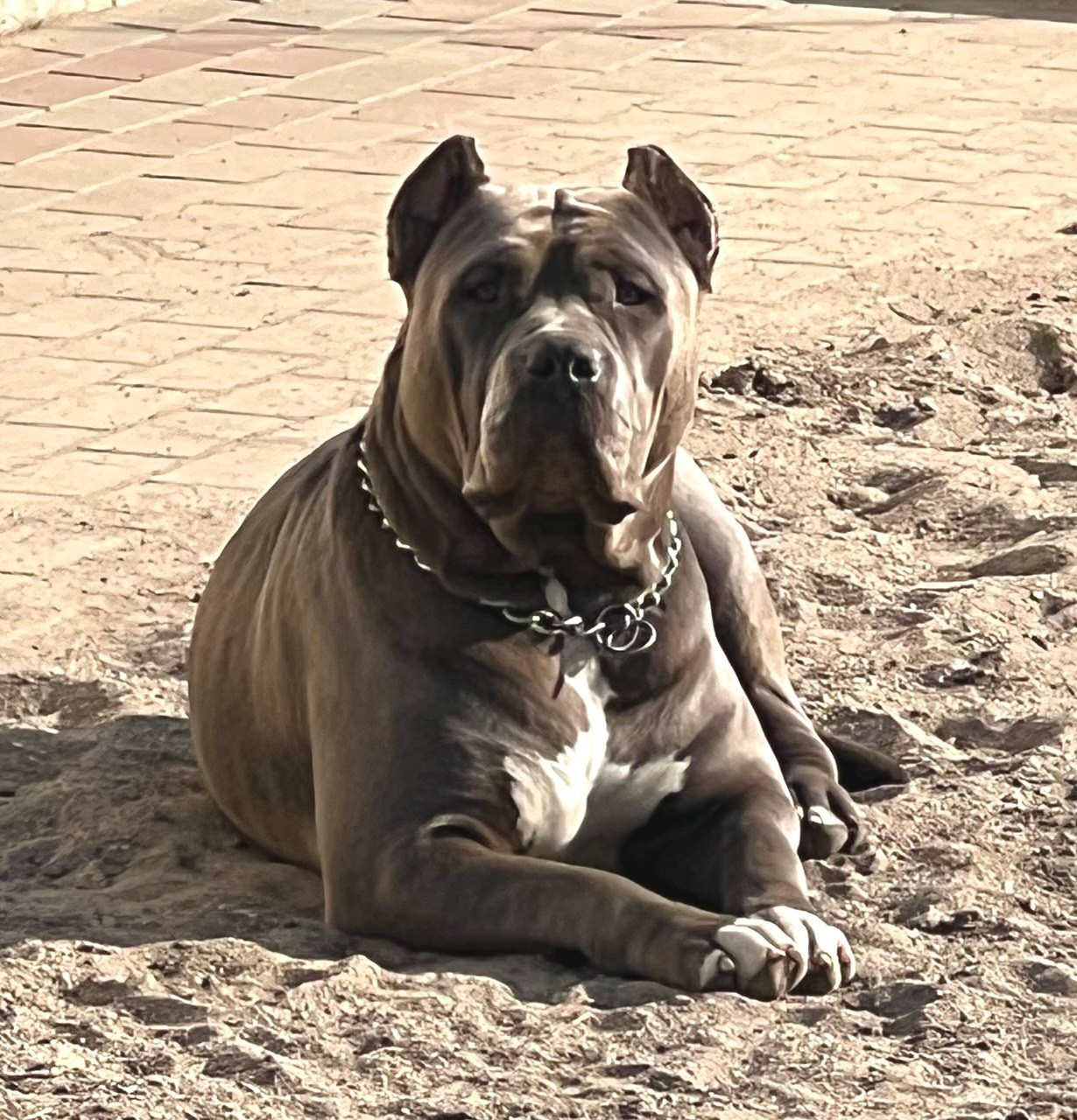 GBU Lakshmi. Американские булли XL в г. Калининград. Питомник Great Bully UNIVERSE