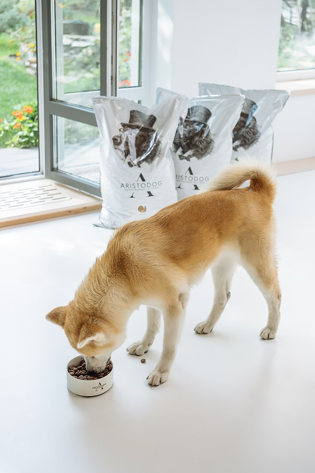 ARISTODOG. Фотограф и видеограф Анна Жагорина