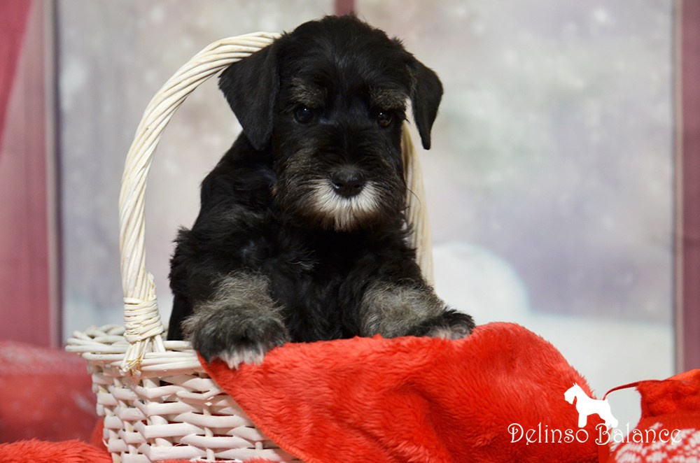 Питомник Делинсо Бэлэнс, щенки цвергшнауцера, купить щенка цвергшнауцера, питомник цвергшнауцеров, кобель цвергшнауцера для вязки, щенок цвергшнауцера, питомник цвергшнауцеров, черный с серебром, цверг, лучший питомник в беларуси, цвергшнауцеры минск, питомник цвергшнауцеров Минск, цвергшнауцер