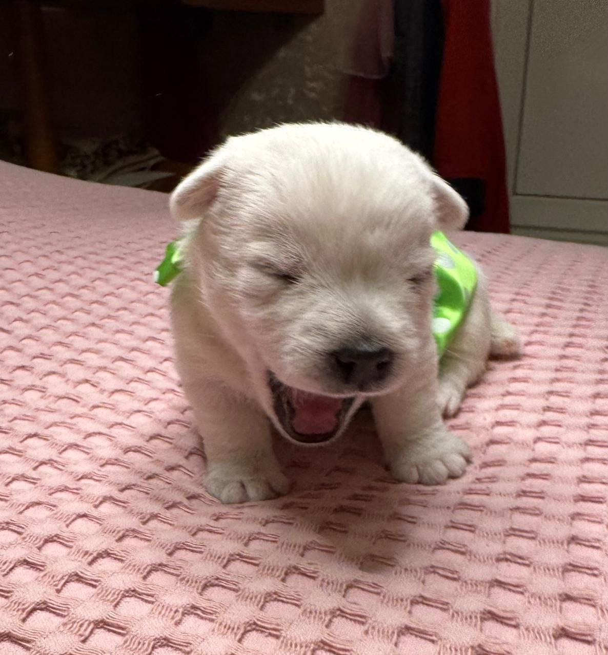 Щенки 14.01.2025. Питомник собак породы вест хайленд вайт терьер в Москве