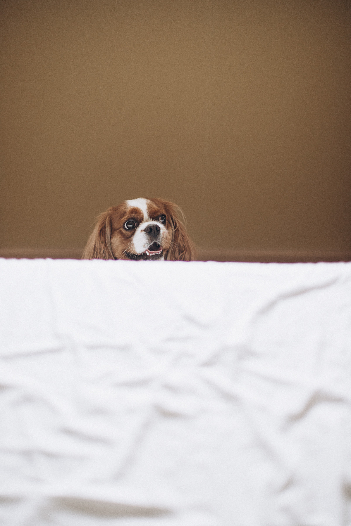 Домашняя фотосессия. Алёна Берёзка фотограф Минск