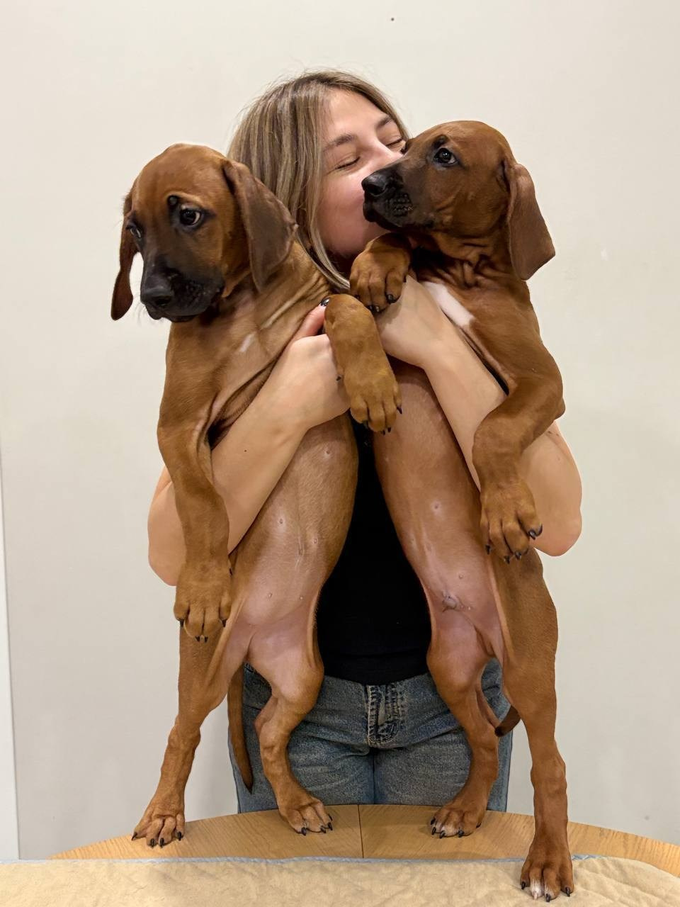 Родезийские Риджбеки в Санкт-Петербурге