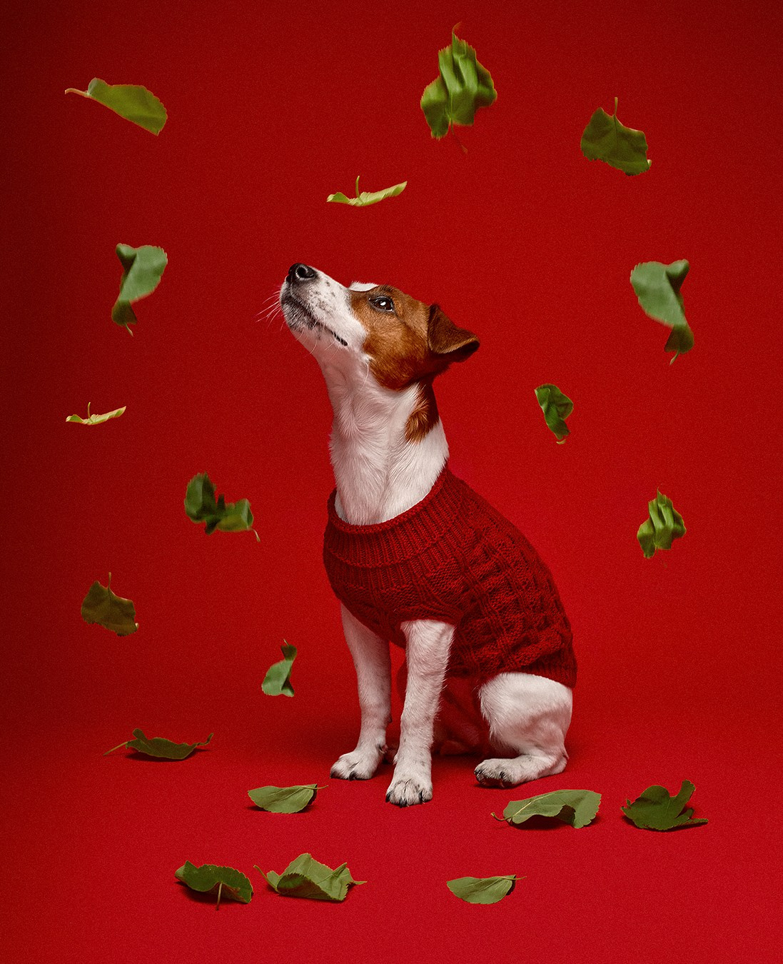 Собака породы Джек рассел терьер на красном фоне с зелеными листьями, съемка собак в Казани