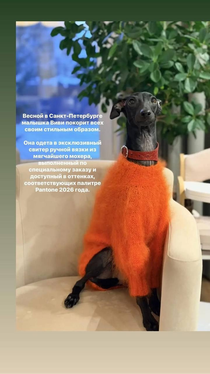 Итоги февраля. Профессиональный питомник левреток РКФ/FCI ASTI SAPPHIRE 💎 Сочи|Санкт-Петербург