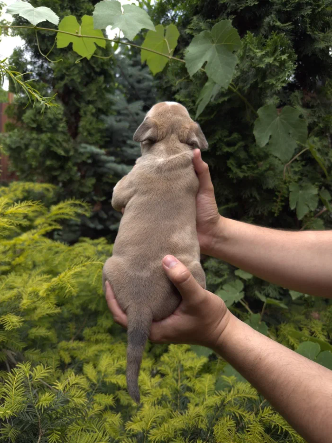 Помет Каспер и Адель. 08.05.25. Американский Булли в г. Ростов-на-Дону. Питомник THE POWER OF SIBERIA
