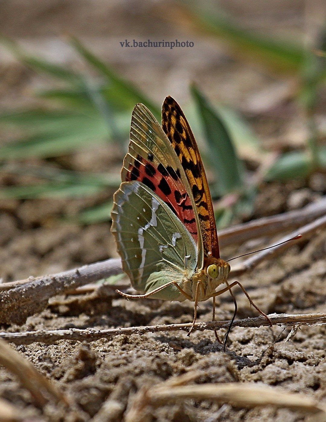 Вдохновение из природы: Фотограф-натуралист и его увлечение редкими птицами. АНО «Центра социальных проектов «Путь в большой мир»