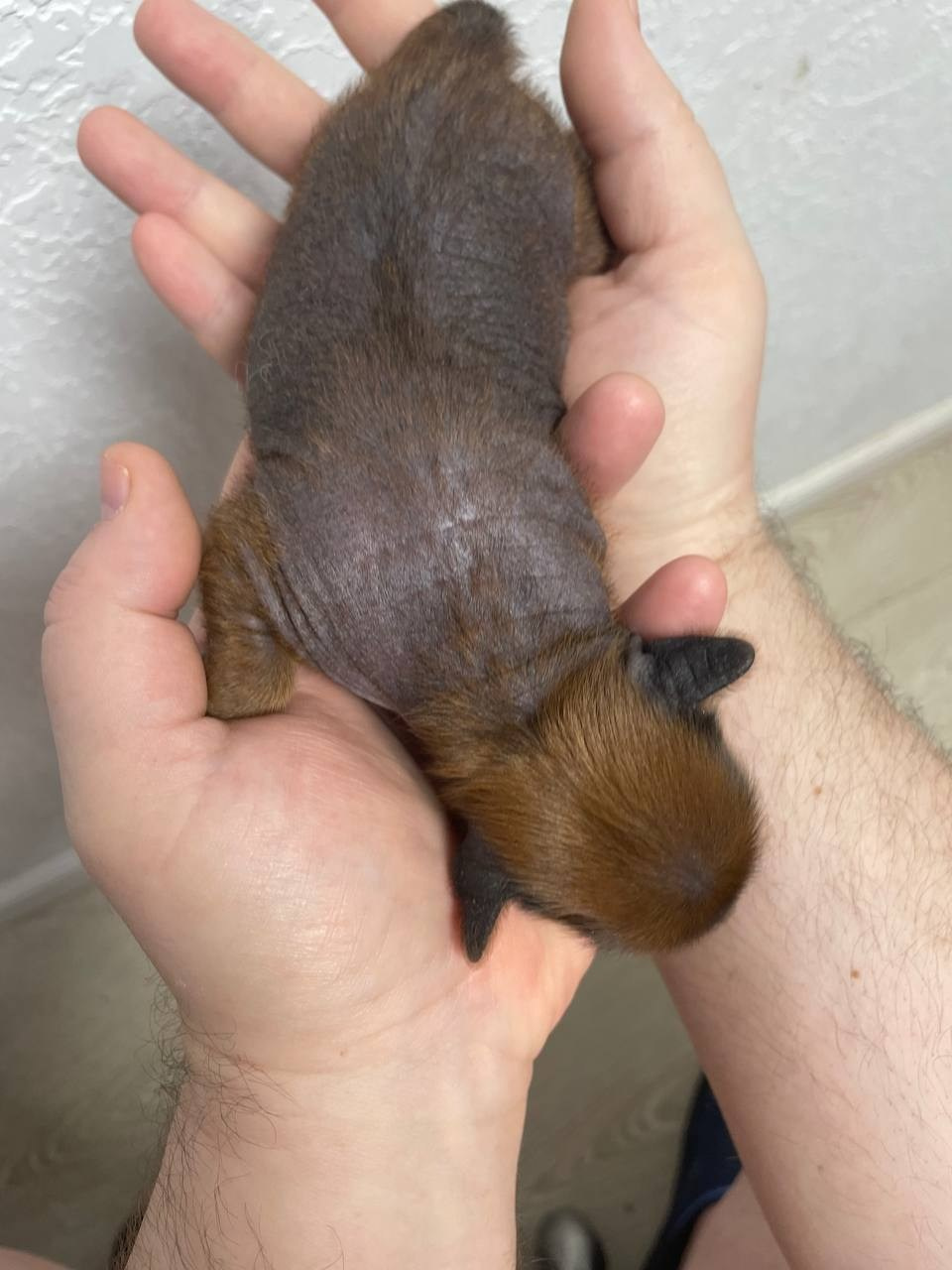 Poale Ell Gloria неделя