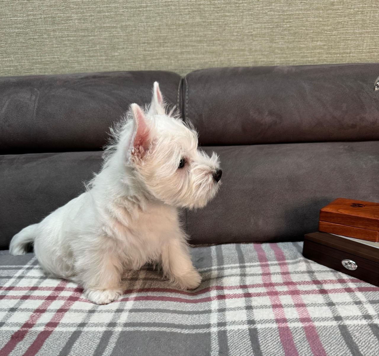 Щенки 250 725. Питомник собак породы вест хайленд вайт терьер в Москве