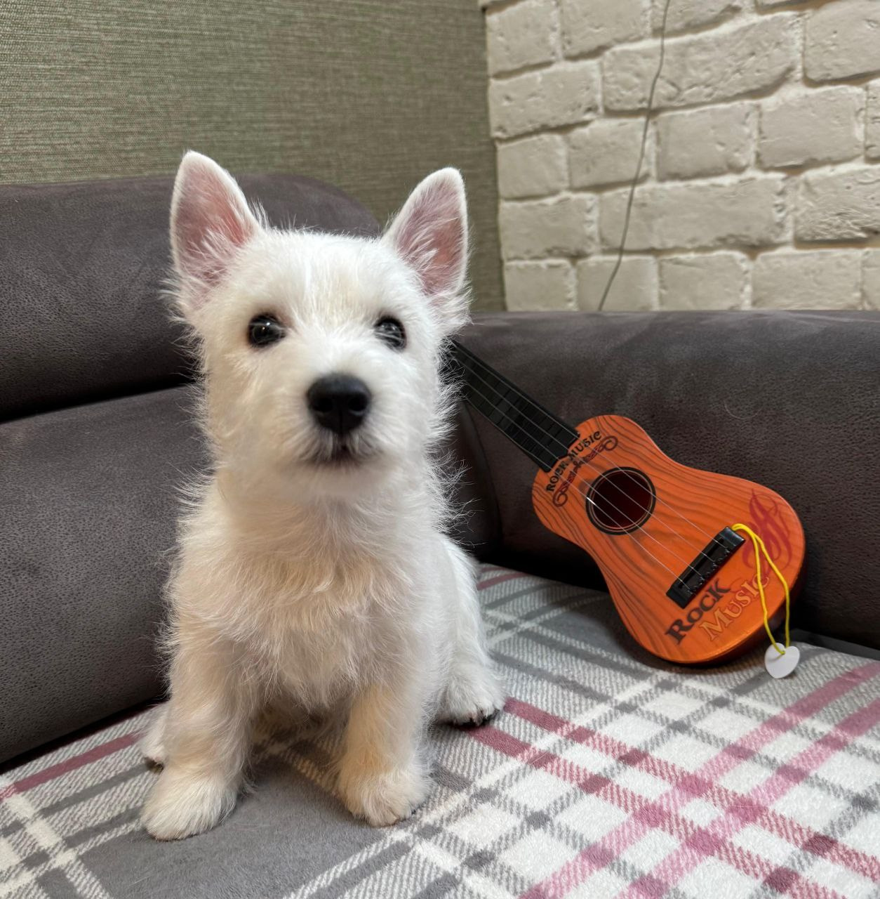 Щенки 250 725. Питомник собак породы вест хайленд вайт терьер в Москве