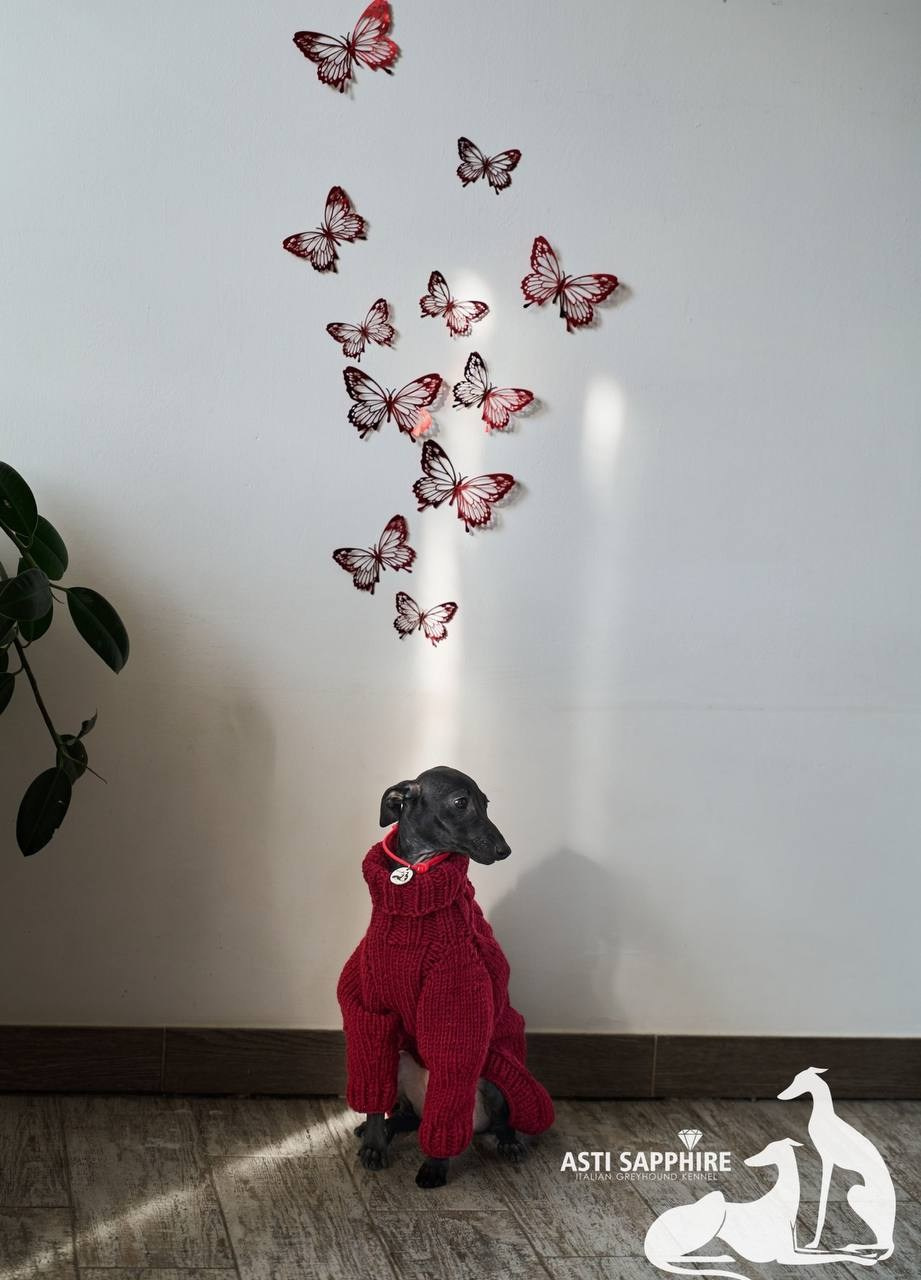 Итоги февраля. Профессиональный питомник левреток РКФ/FCI ASTI SAPPHIRE 💎 Сочи|Санкт-Петербург