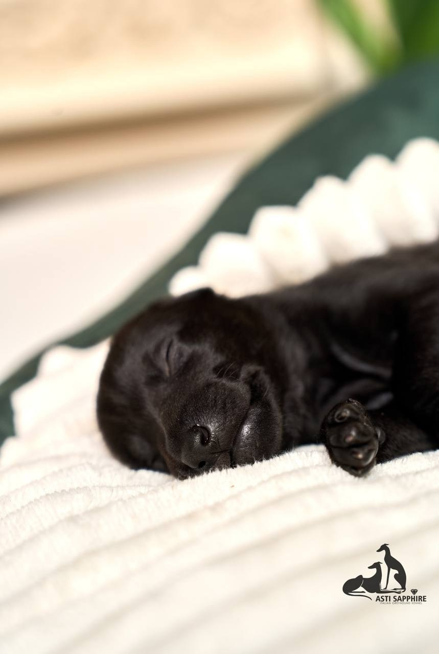 Чёрные левретки. Профессиональный питомник левреток РКФ/FCI ASTI SAPPHIRE 💎 Сочи|Санкт-Петербург