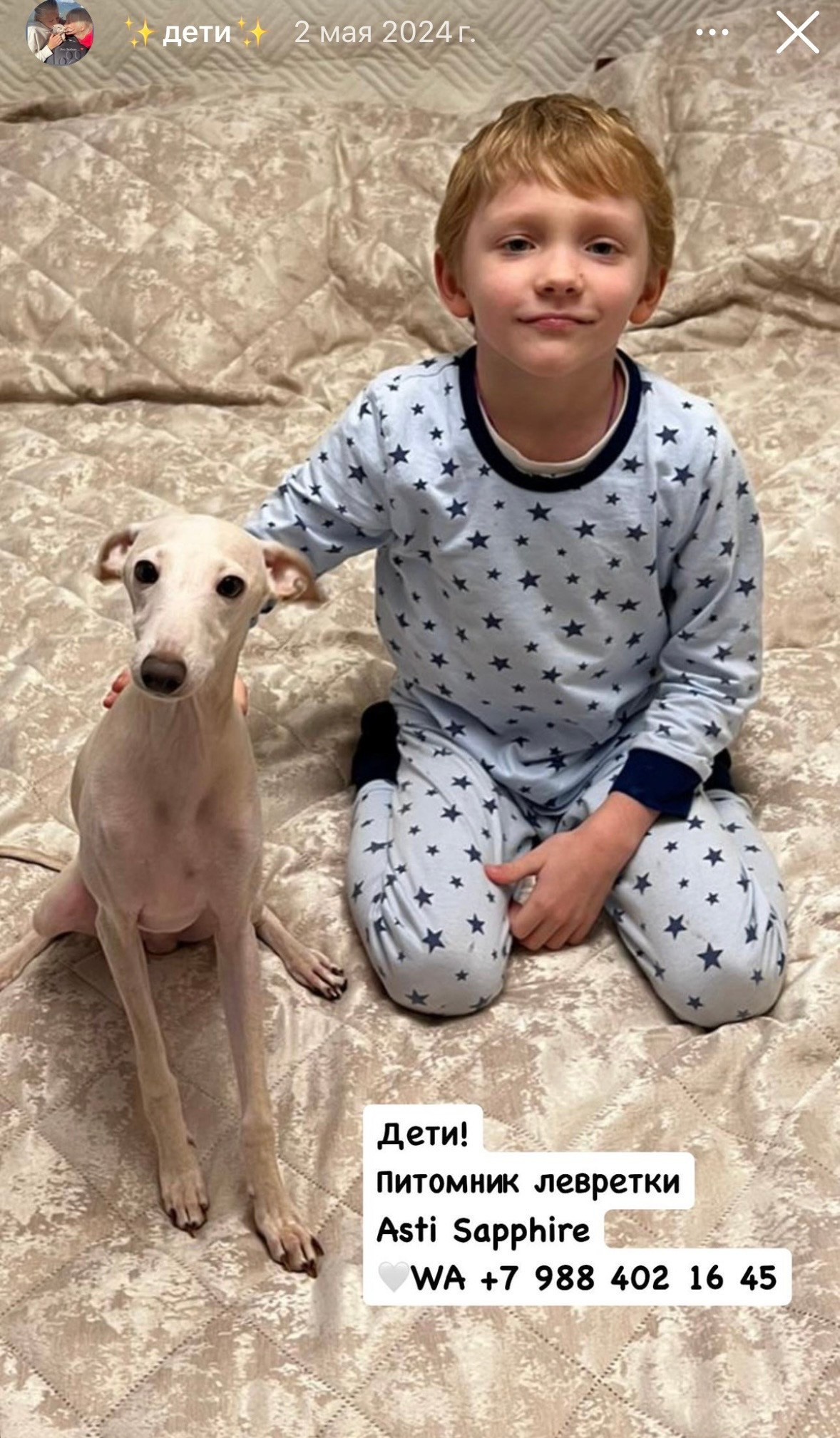 Левретка и ребенок: нежная дружба. Профессиональный питомник левреток РКФ/FCI ASTI SAPPHIRE 💎 Сочи|Санкт-Петербург