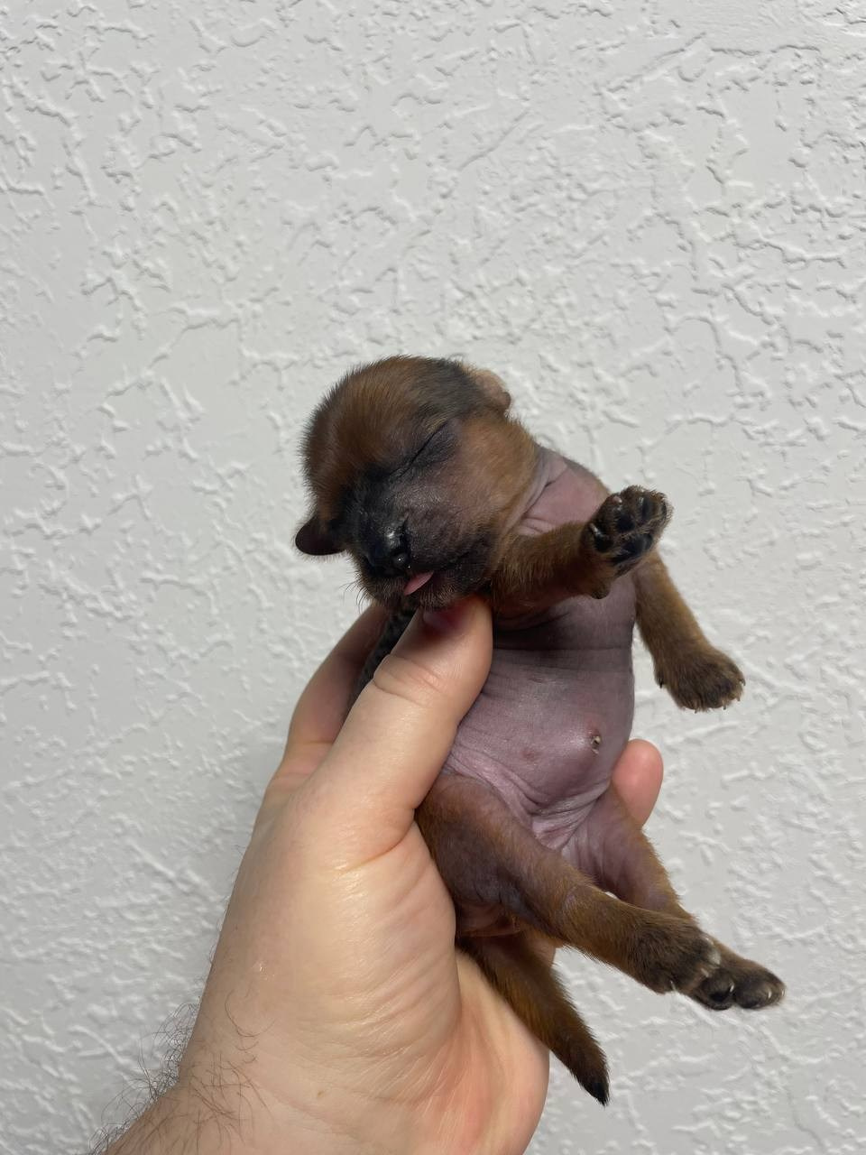 Poale Ell Gloria неделя