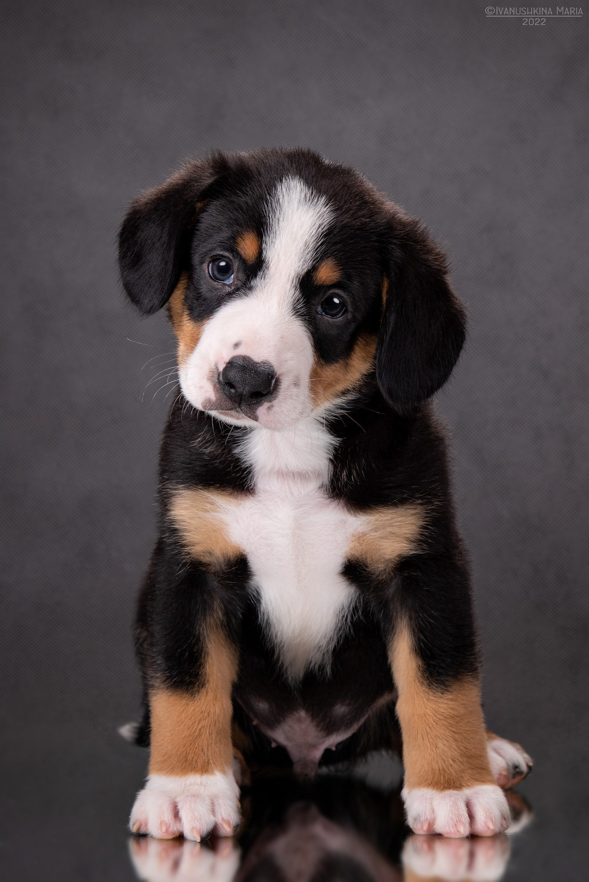 Фотосессия щенков на фонах. Фотограф собак в Москве и Московской области Иванушкина Мария