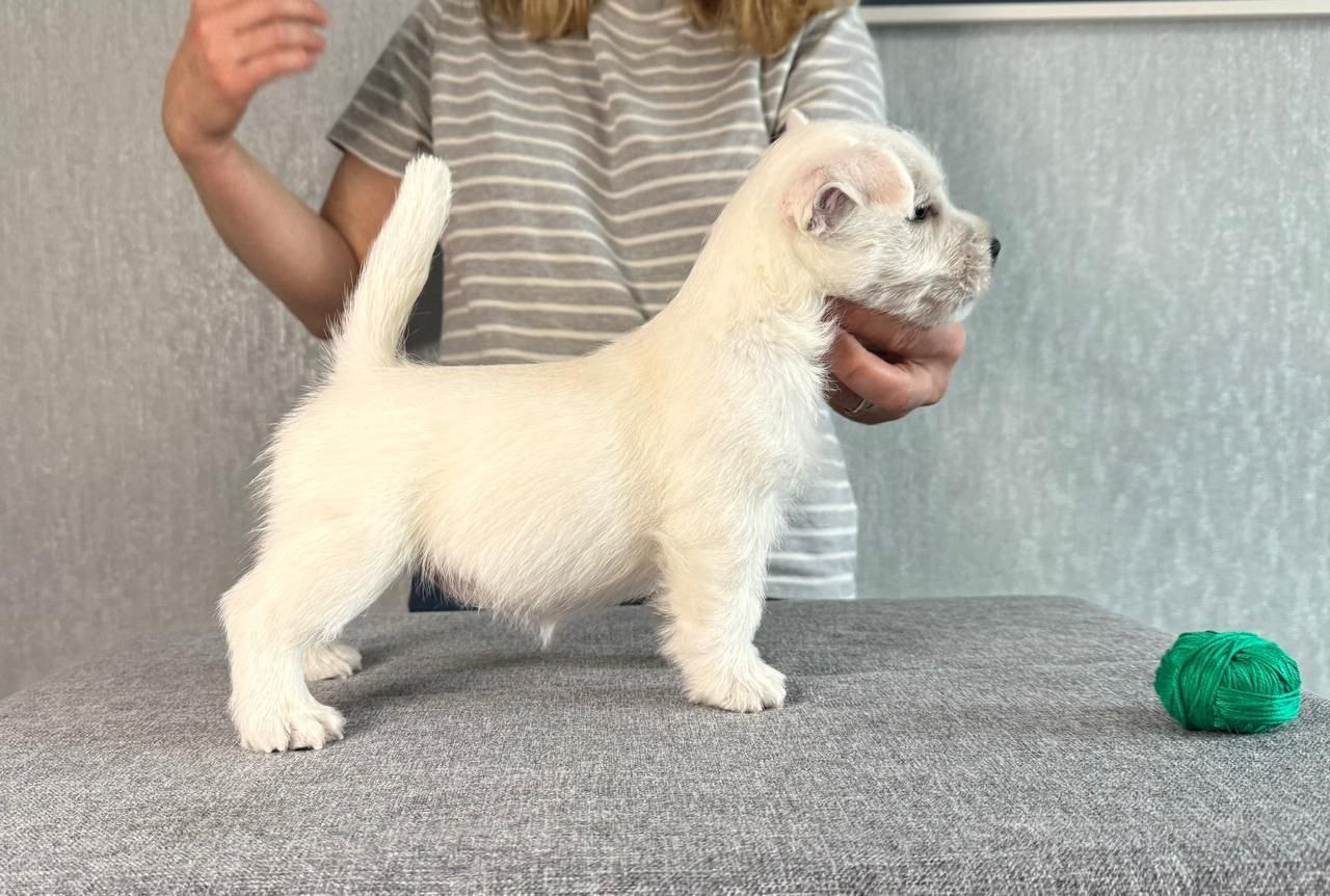 Щенки 14.01.2025. Питомник собак породы вест хайленд вайт терьер в Москве