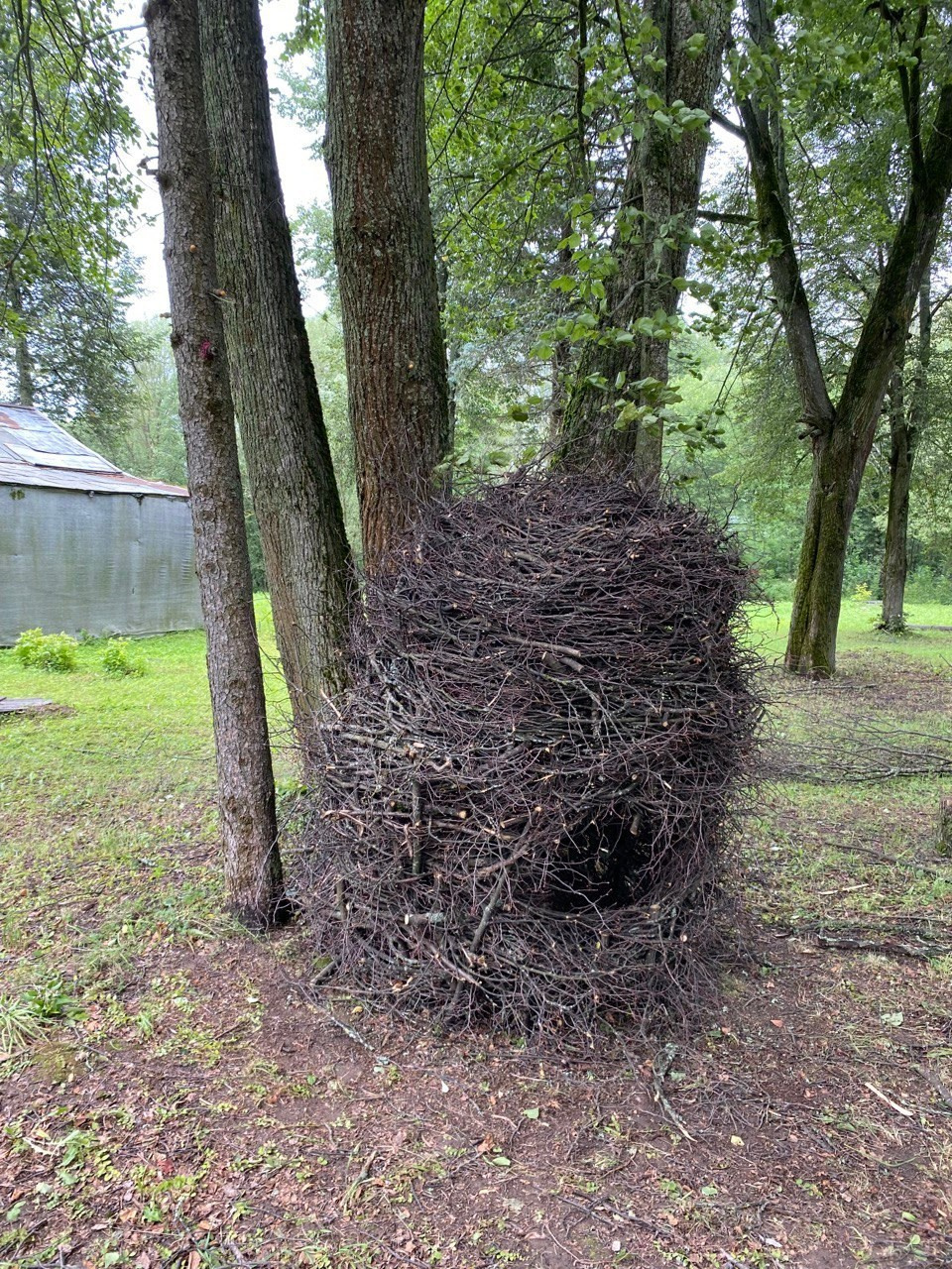 Резиденция «Белые аллеи» Москва. Лилия Ким. Междисциплинарный художник