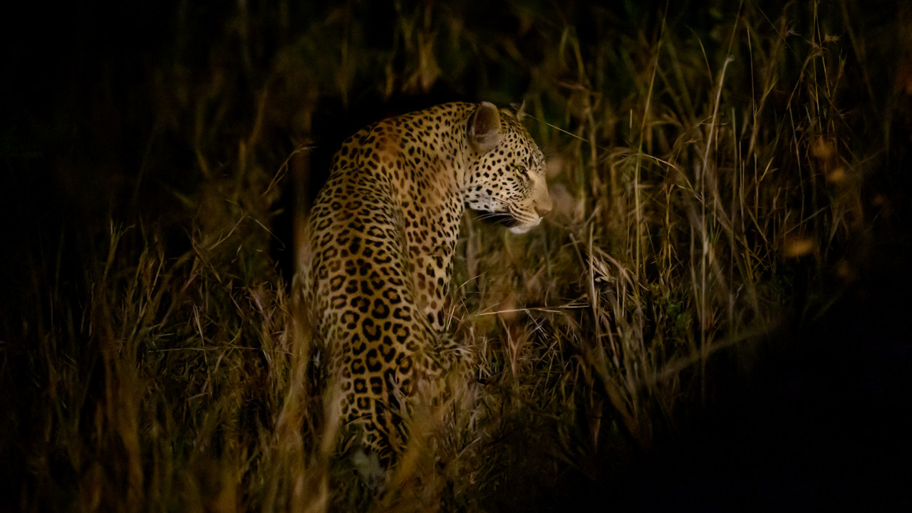Анималистика. Фотограф Сергей Пупонин