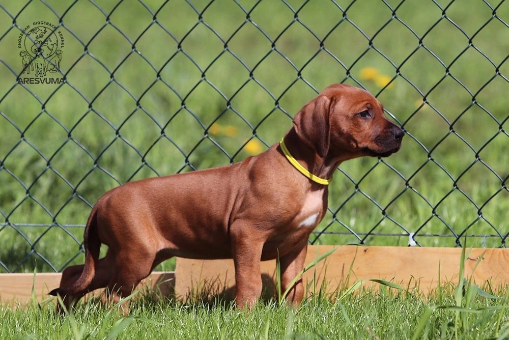 Помет Northern Lights. Родезийские Риджбеки в Санкт-Петербурге