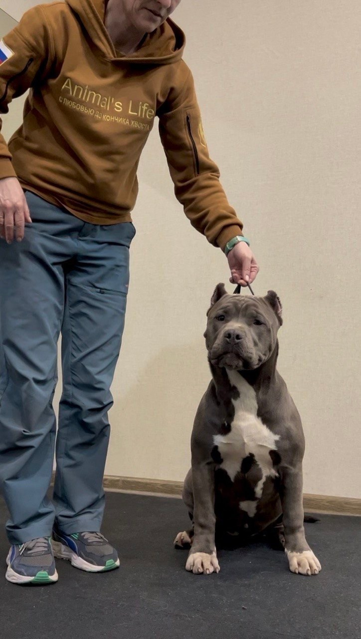Все свободные щенки. Американские булли XL в г. Калининград. Питомник Great Bully UNIVERSE