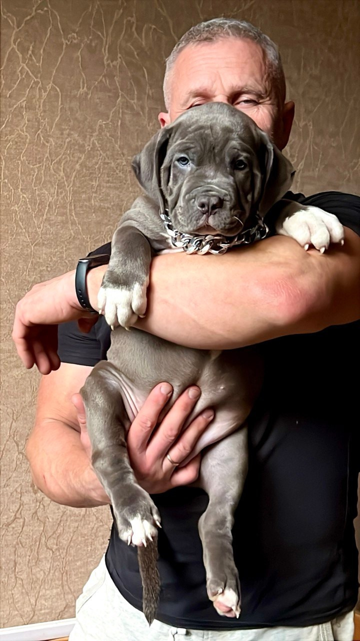 Все свободные щенки. Американские булли XL в г. Калининград. Питомник Great Bully UNIVERSE