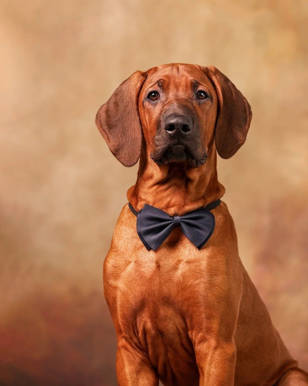 BILBERRY BISCUITS Iz Doma Narayzi. Родезийские Риджбеки в Санкт-Петербурге