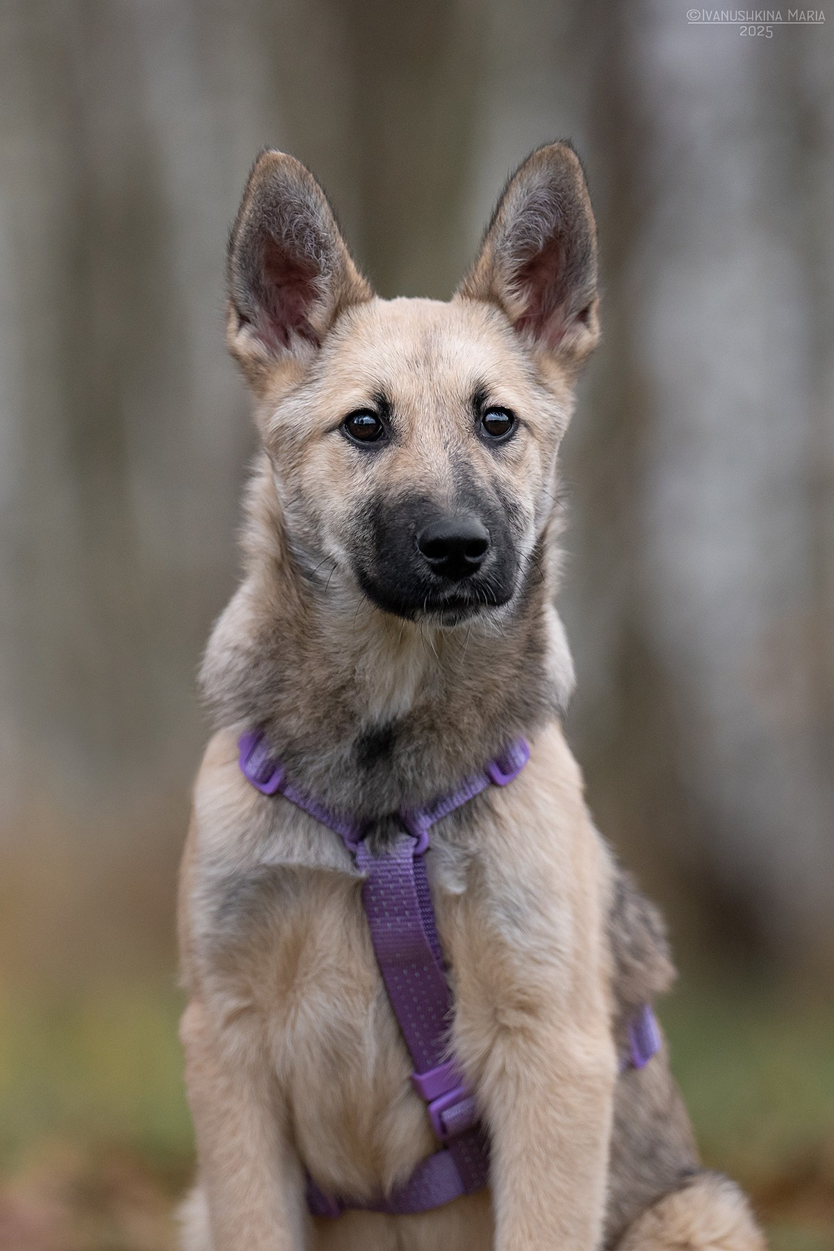 Пиарные фотосессии собак на пристройство. Фотограф собак в Москве и Московской области Иванушкина Мария