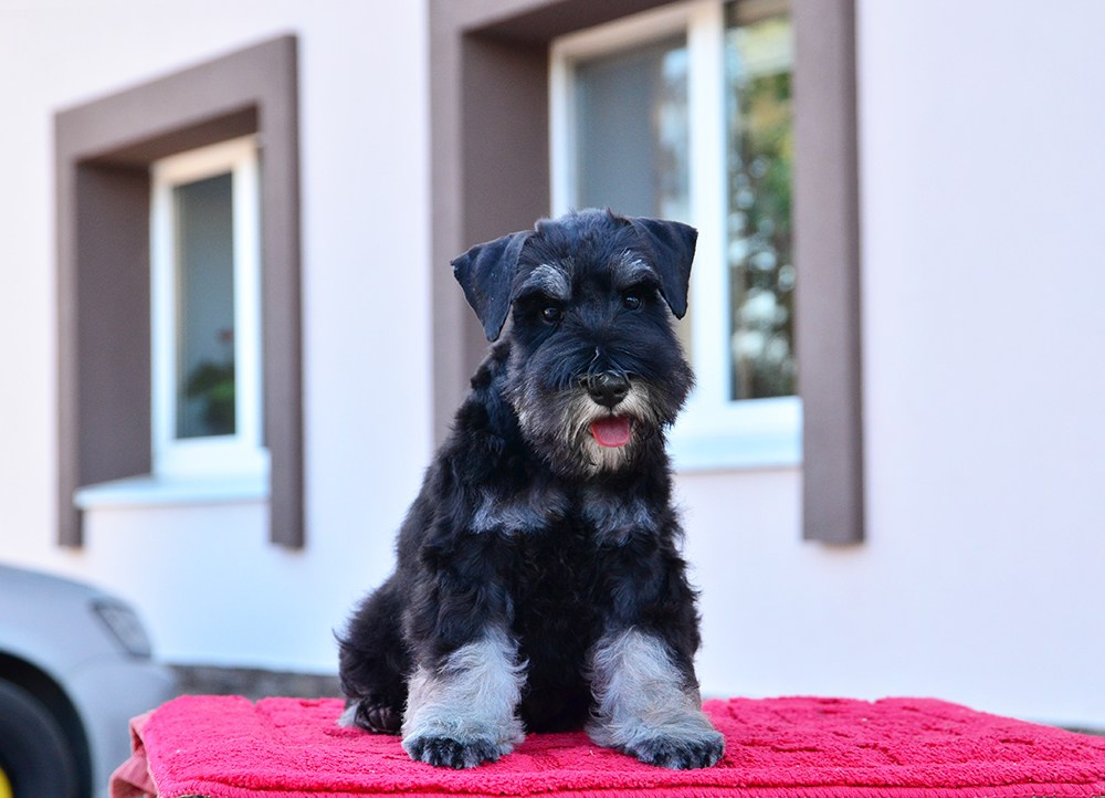 #цвергшнауцер #щенокцвергшнауцера #питомникцвергшнауцеров #делинсобэлэнс