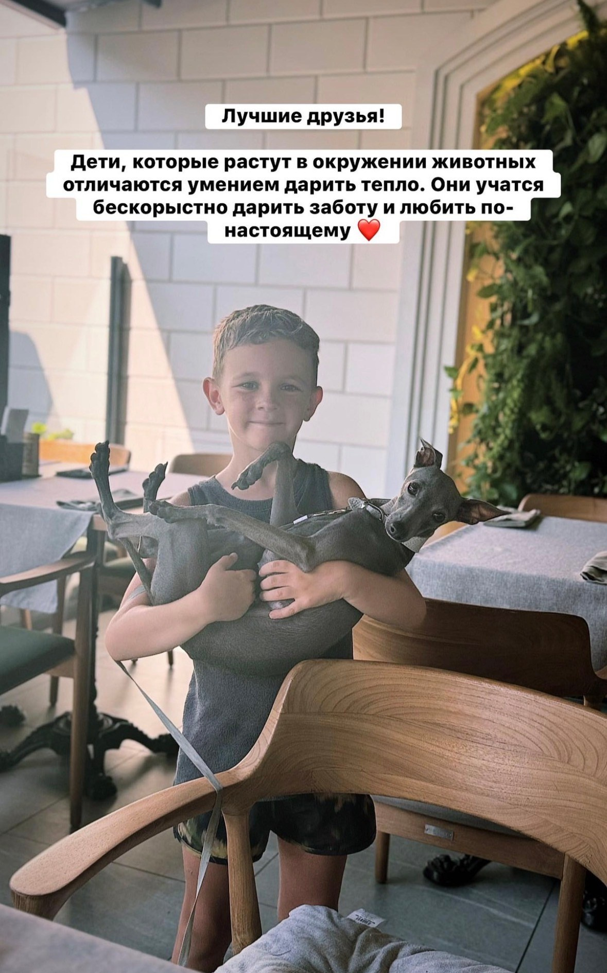 Левретка и ребенок: нежная дружба. Профессиональный питомник левреток РКФ/FCI ASTI SAPPHIRE 💎 Сочи|Санкт-Петербург