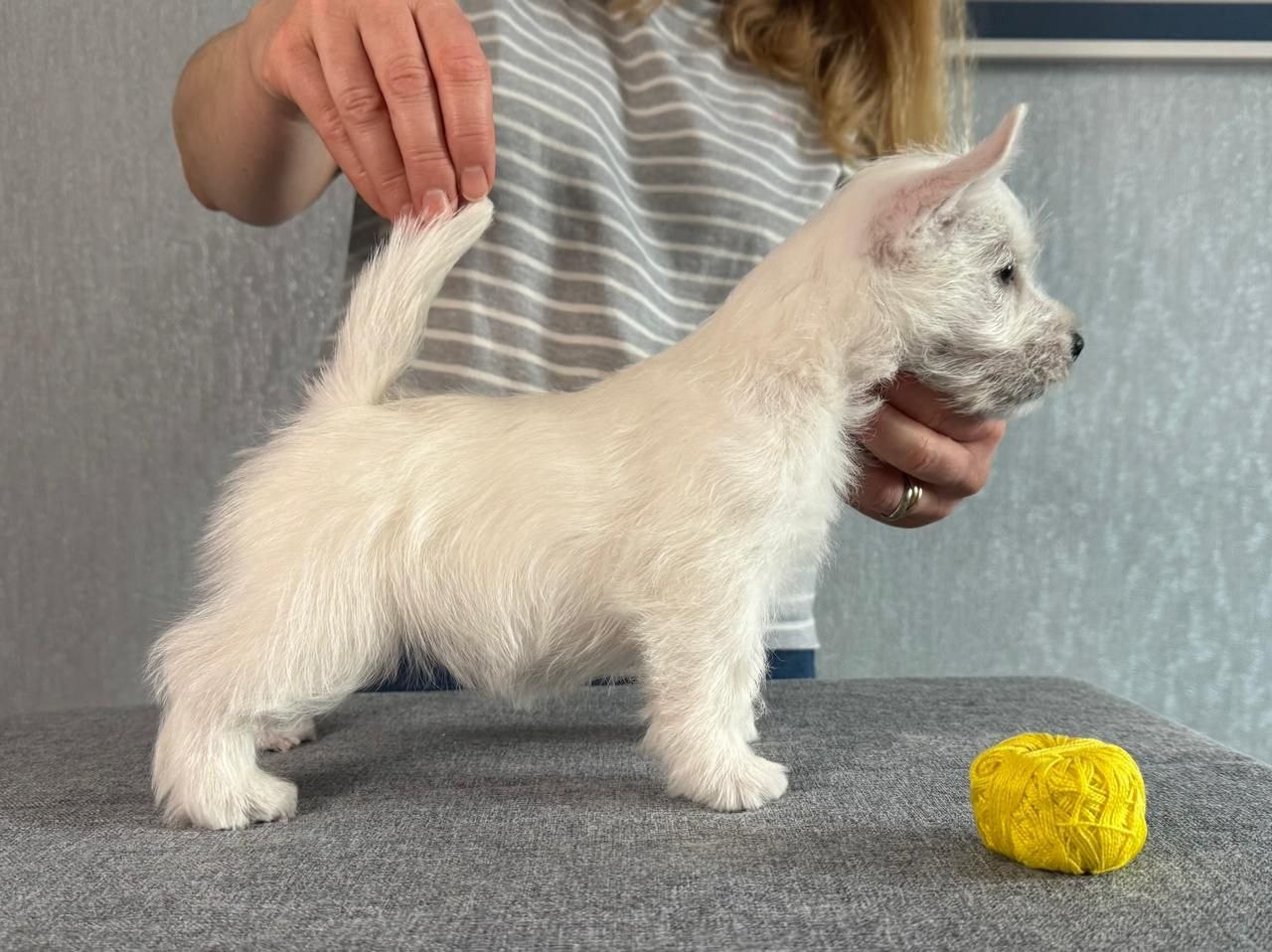 Щенки 14.01.2025. Питомник собак породы вест хайленд вайт терьер в Москве