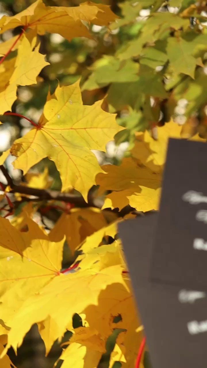 С «рваным краем»6 от 360 руб. Дизайнер полиграфии в Санкт-Петербурге. Заказать свадебные приглашения, подарочные сертификаты, полиграфию для бизнеса, шелковые ленты