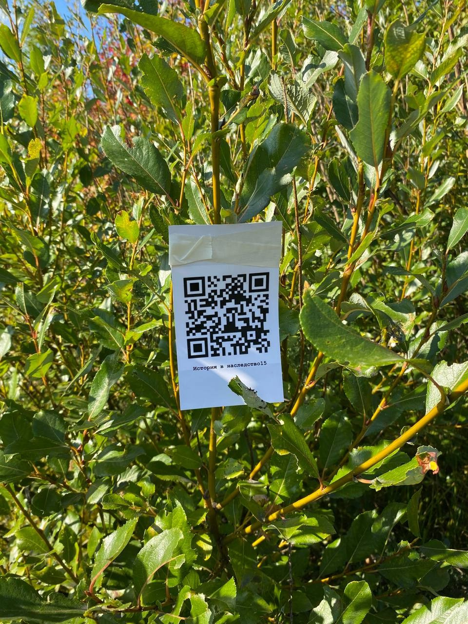 Красненькая биеннале. Санкт-Петербург. Лилия Ким. Междисциплинарный художник