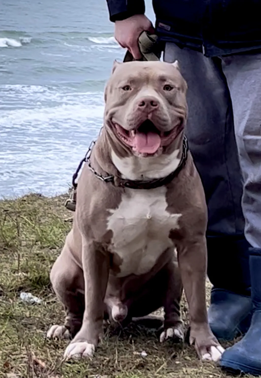 GBU JEDI. Американские булли XL в г. Калининград. Питомник Great Bully UNIVERSE