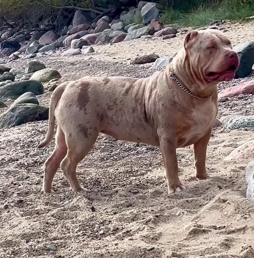 BBK’s Amber. Американские булли XL в г. Калининград. Питомник Great Bully UNIVERSE