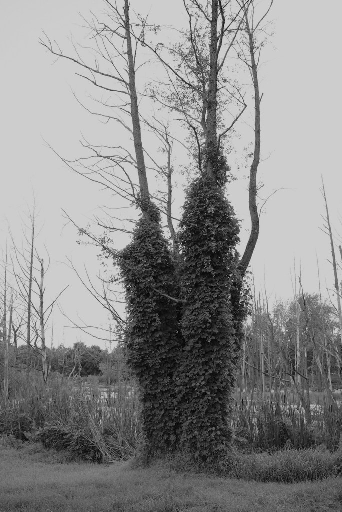 Непокорённая земля. Пылина Ирина — современная фотография