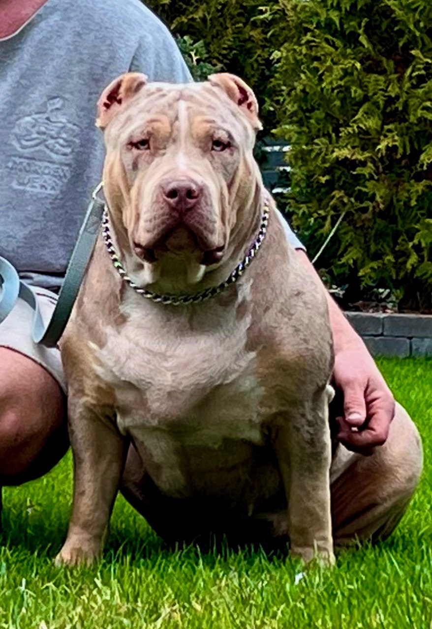 BBK’s Amber. Американские булли XL в г. Калининград. Питомник Great Bully UNIVERSE