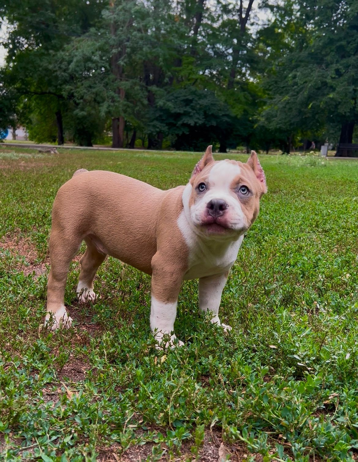 Помет Каспер и Адель. 08.05.25. Американский Булли в г. Ростов-на-Дону. Питомник THE POWER OF SIBERIA
