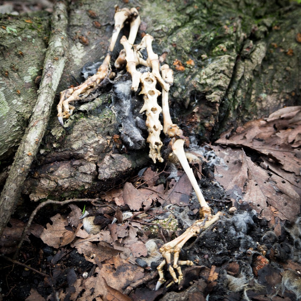 INTERVIEW WITH THE ARTIST: YOSHIKATSU FUJII. Самоорганизация Низина