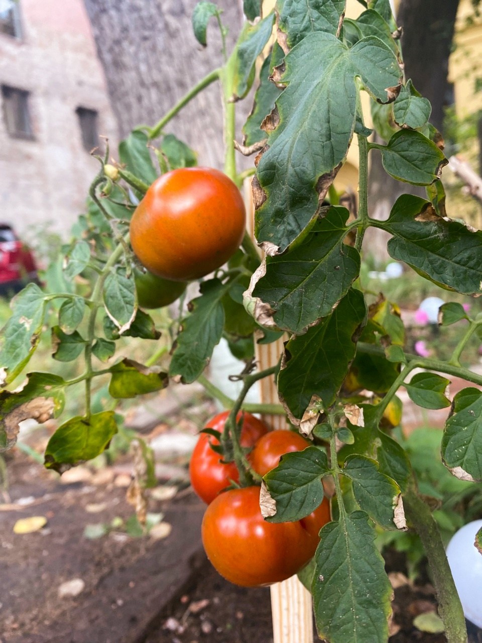 Новости. Дом Шрёдера