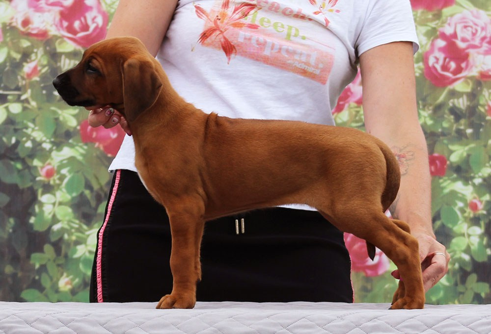 Помет Hakuna Matata. Родезийские Риджбеки в Санкт-Петербурге