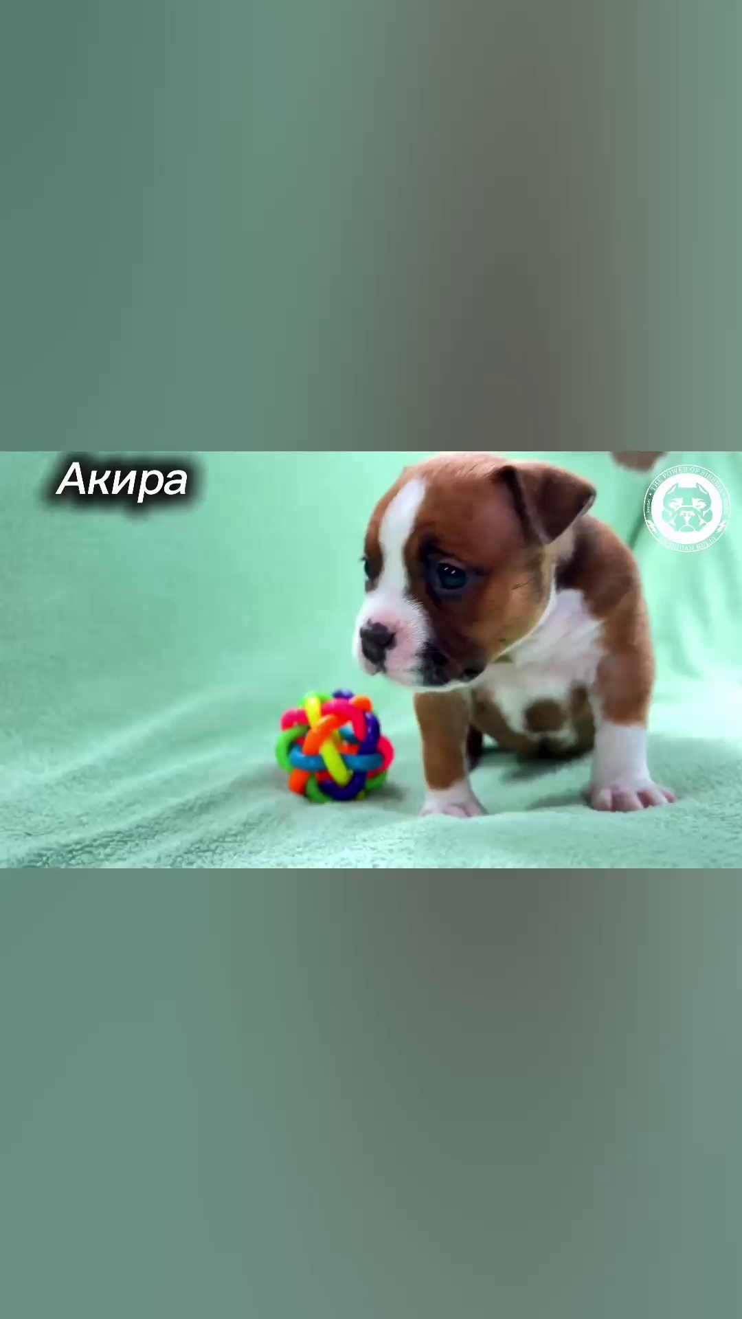 Все свободные щенки. Американский Булли в г. Ростов-на-Дону. Питомник THE POWER OF SIBERIA