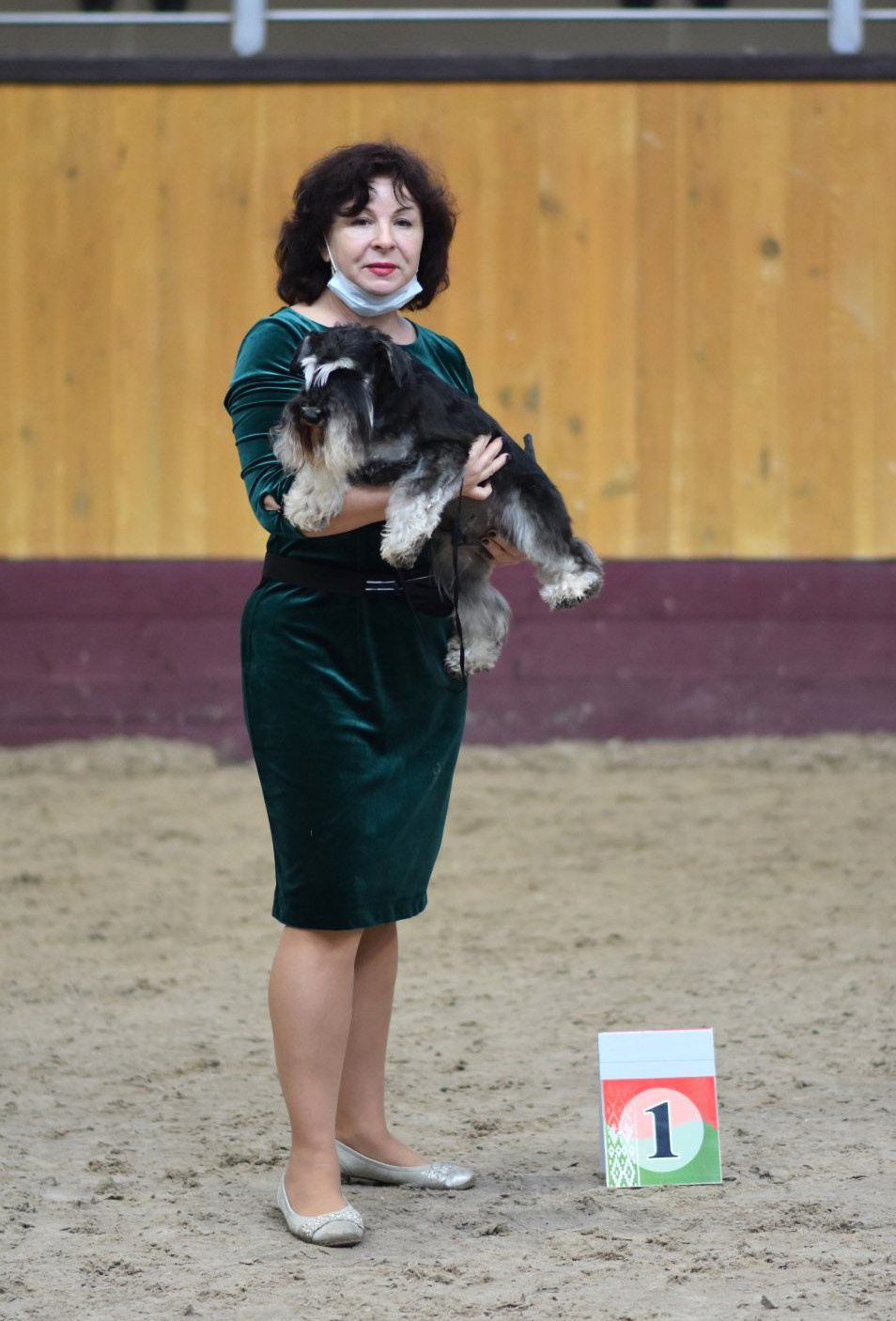 Майбах/Delinso Balance Argyris. Питомник цвергшнауцеров в Беларуси «Делинсо Бэлэнс»